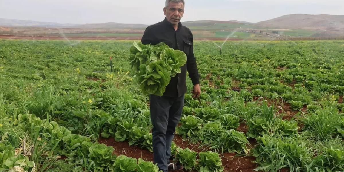 hatayda-marul-hasadi-3.jpg