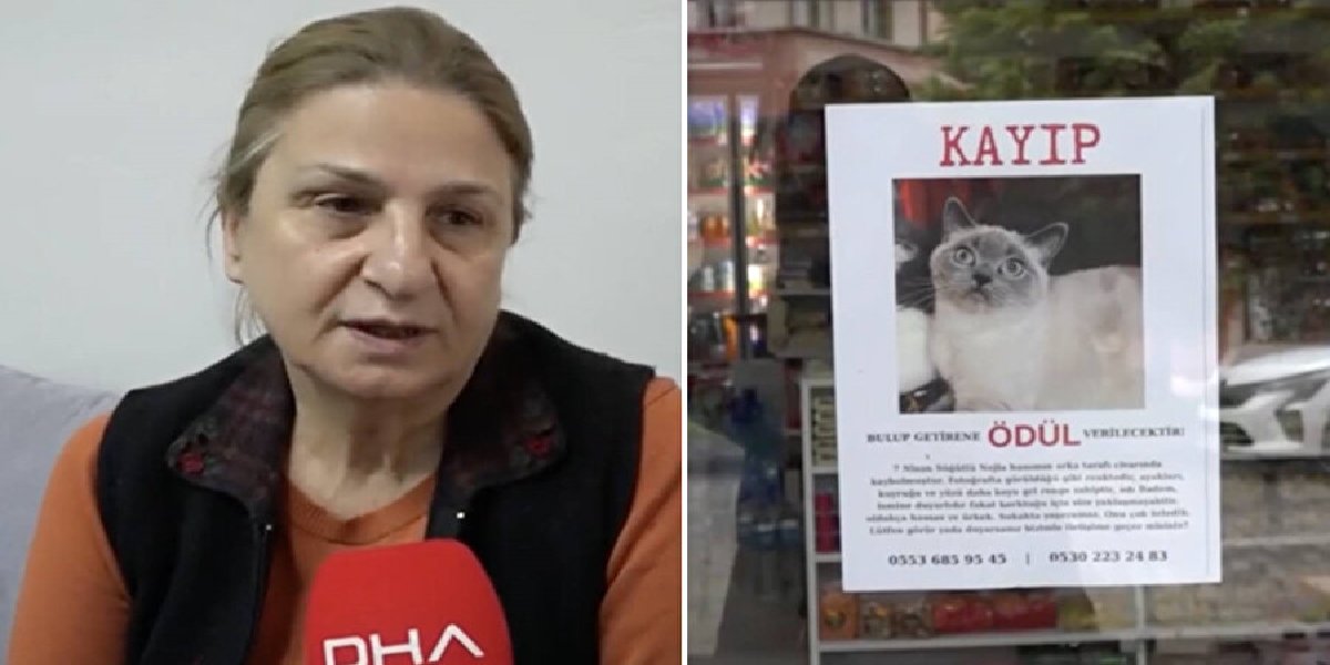 kayip-kedi-badem