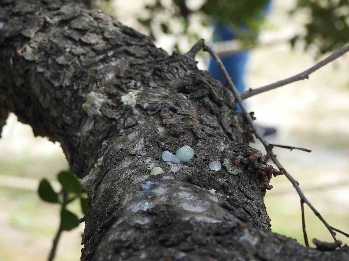 kilosu-15-bin-tl-olan-urune-arazi-bulamiyorlar-yunanlilar-panige-kapildi-turk-ciftciler-dunya-pazarina-aciliyor-1-1200x900