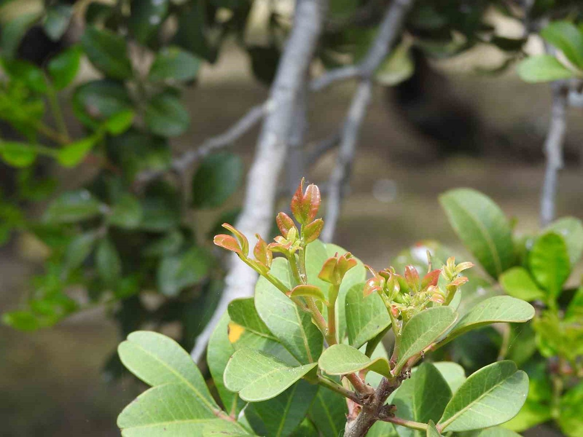 kilosu-15-bin-tl-olan-urune-arazi-bulamiyorlar-yunanlilar-panige-kapildi-turk-ciftciler-dunya-pazarina-aciliyor-1200x900