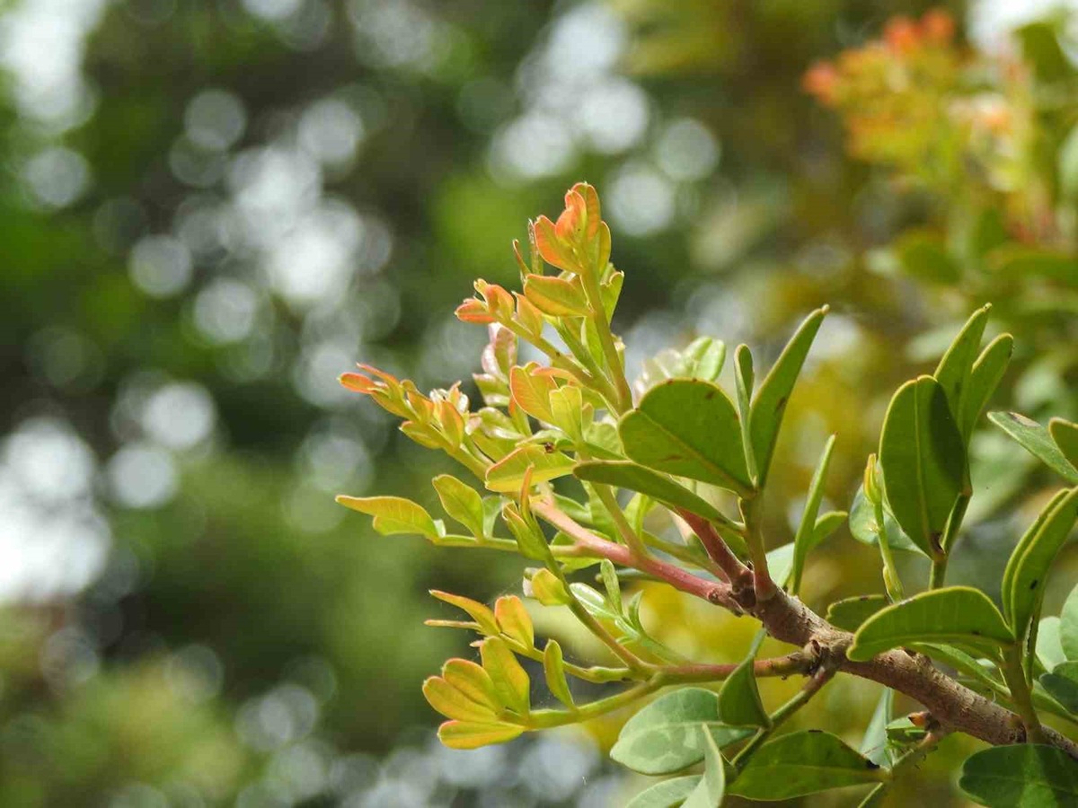 kilosu-15-bin-tl-olan-urune-arazi-bulamiyorlar-yunanlilar-panige-kapildi-turk-ciftciler-dunya-pazarina-aciliyor-2-1200x900