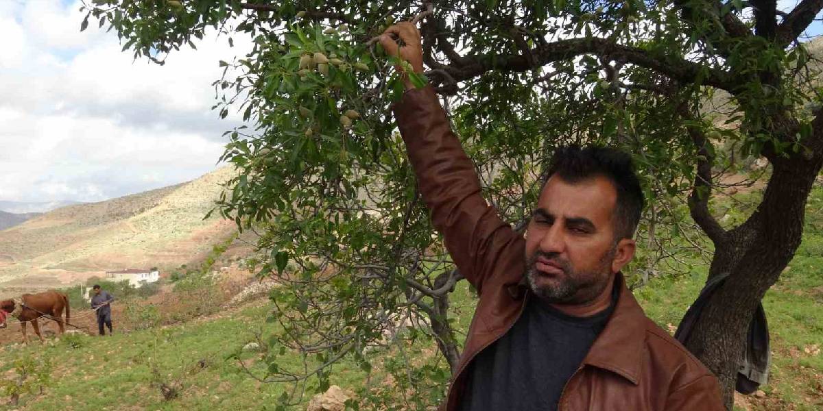batmanda-badem-hasadi-1.jpg
