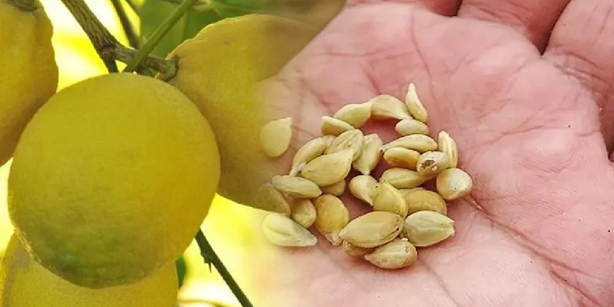 limon-cekirdegi.jpg