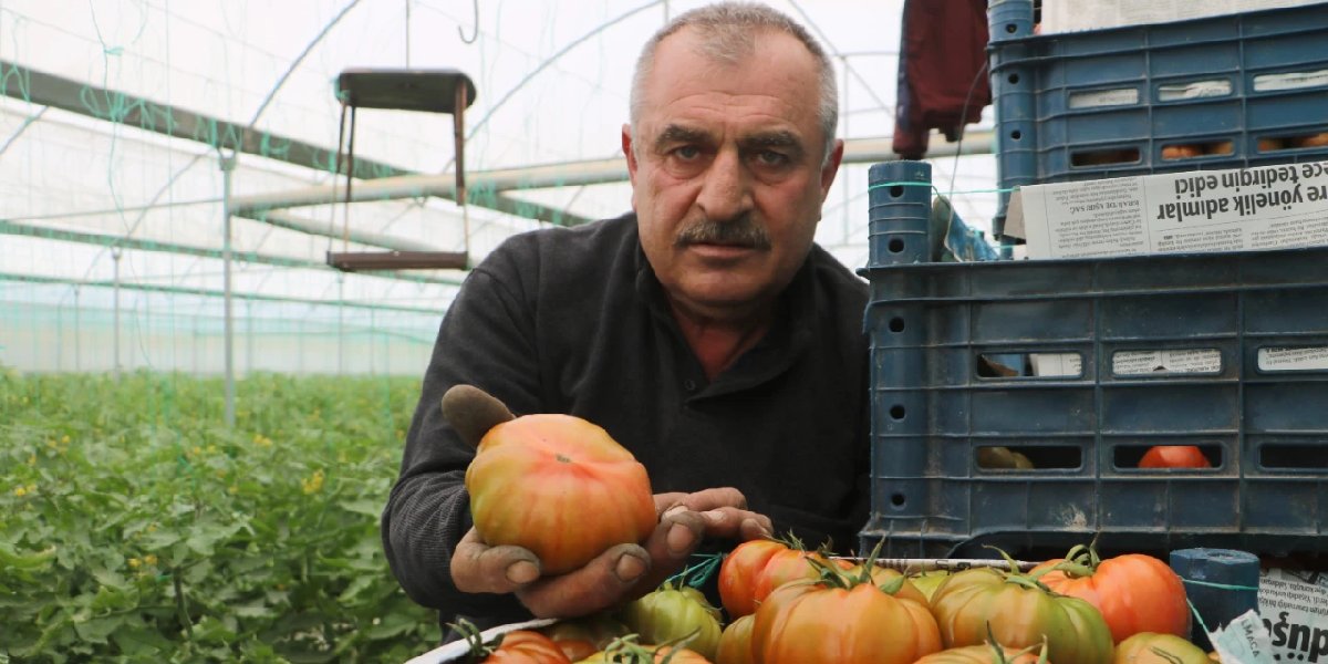 domates-hasat-ruhi-yapici.jpg