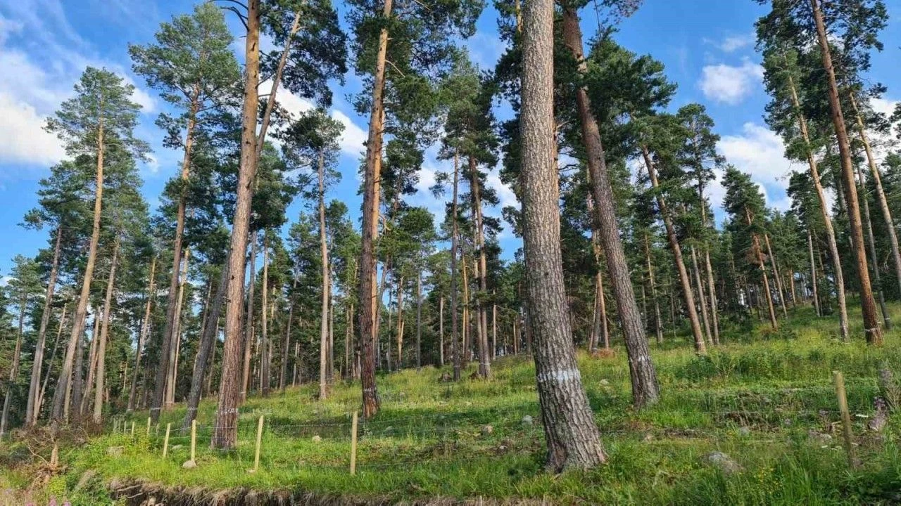 erzurumda-dogaya-giriste-yeni-donem-valilikten-yasaklar-listesi.webp
