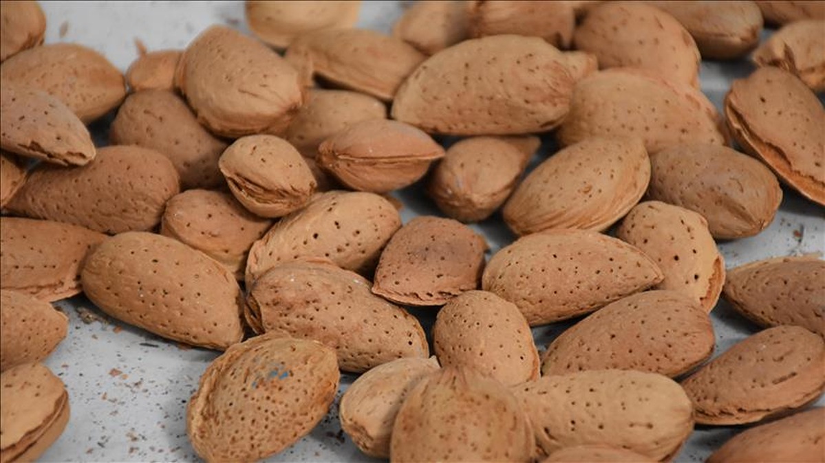 fistik-ve-bademden-kotu-haber-geldi-simdiden-stok-yapan-kazanir-3-1200x674.jpg