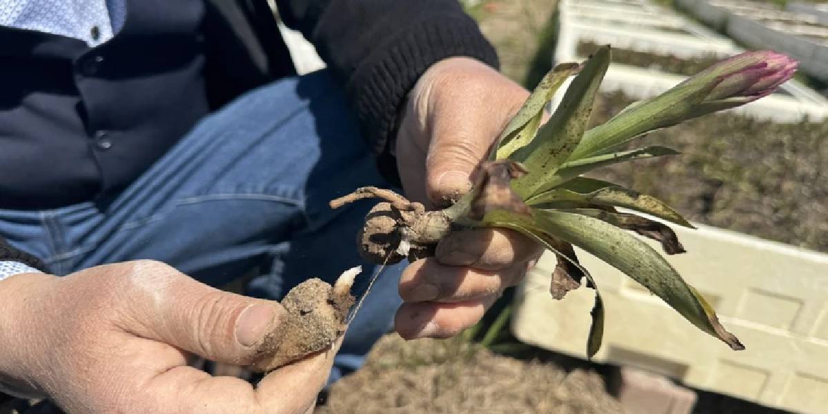 samsunda-salep-hasadi-basladi-1