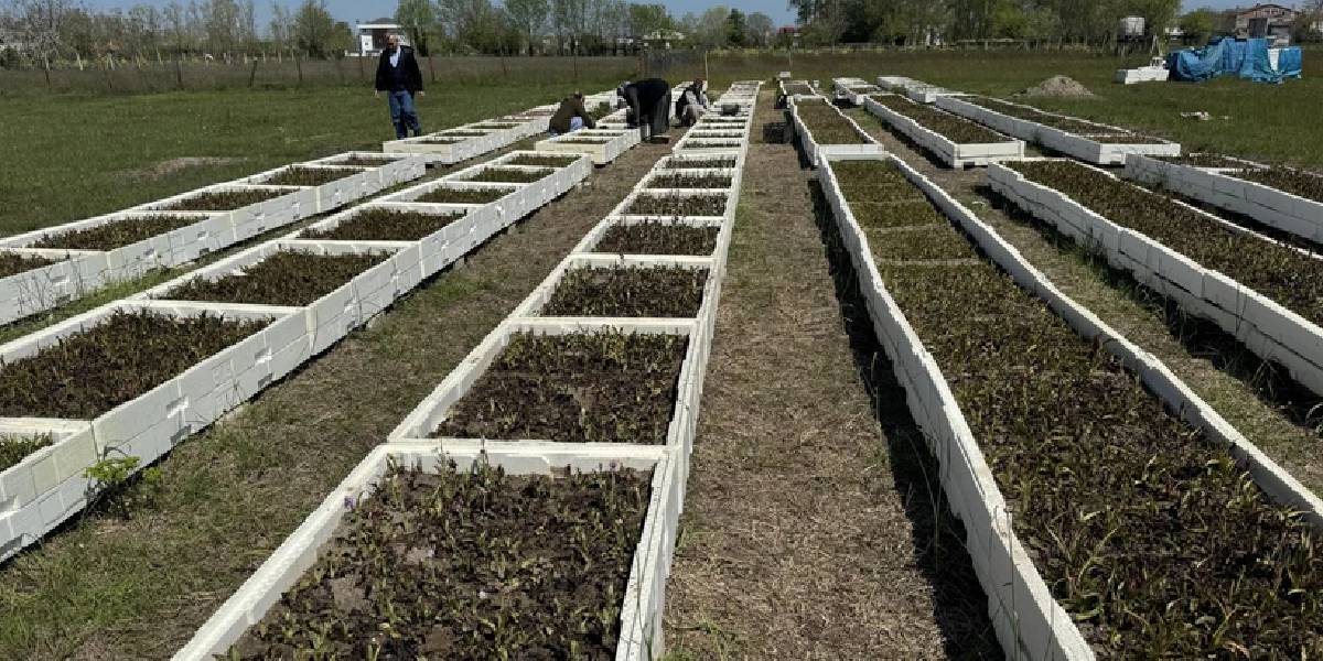 samsunda-salep-hasadi-basladi-2