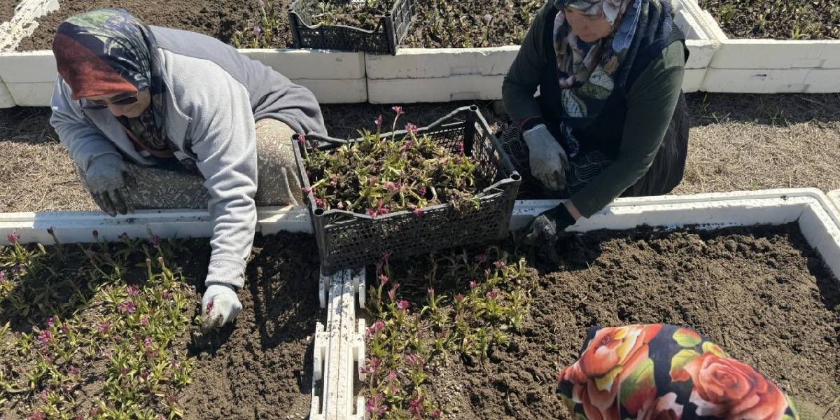 samsunda-salep-hasadi-basladi-3