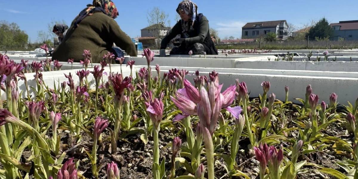 samsunda-salep-hasadi-basladi-4