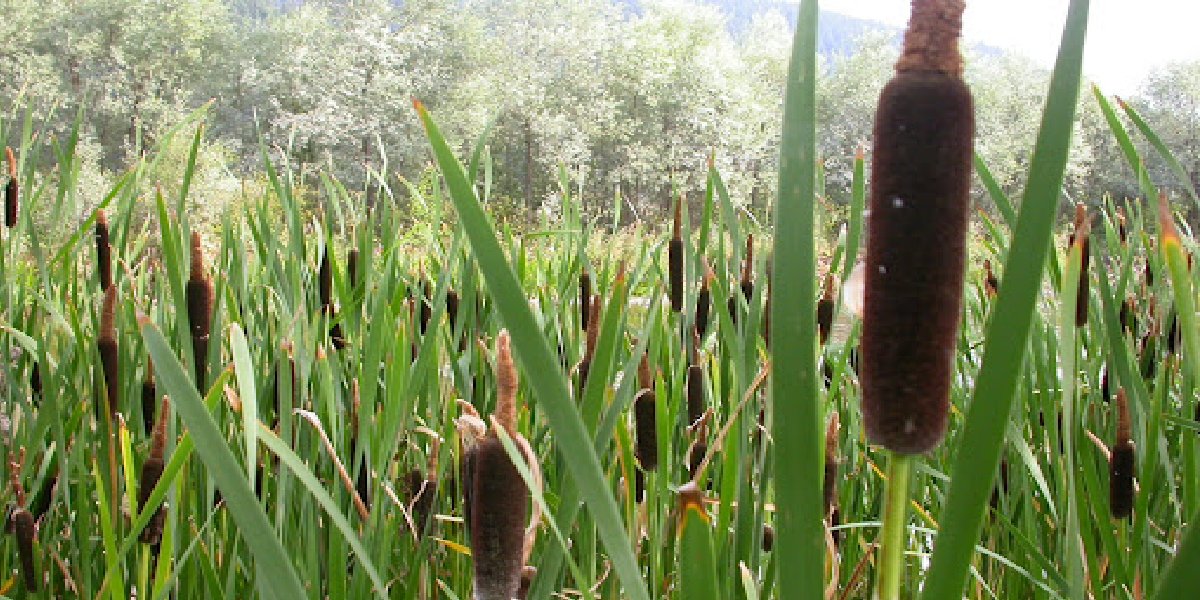 hasir-otu.jpg