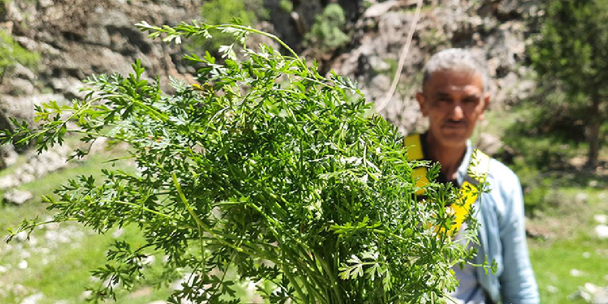 konyada-kisnis-hasadi-basladi-3