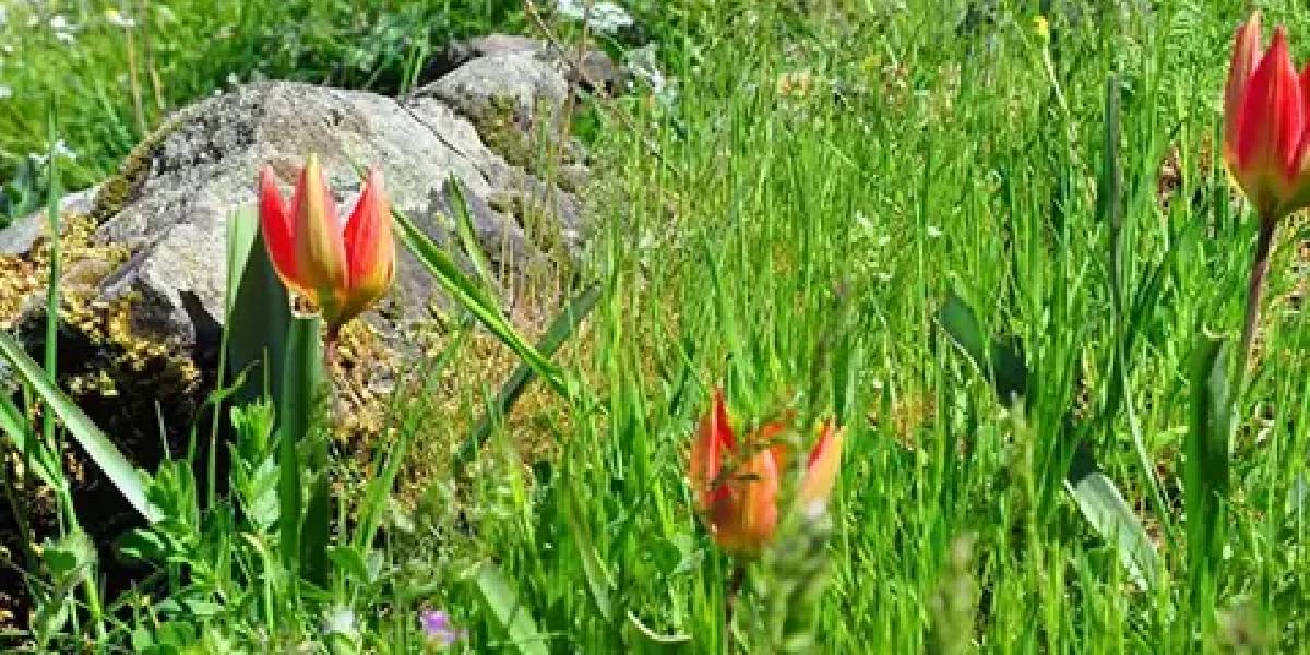 manisa-lalesi-2.jpg