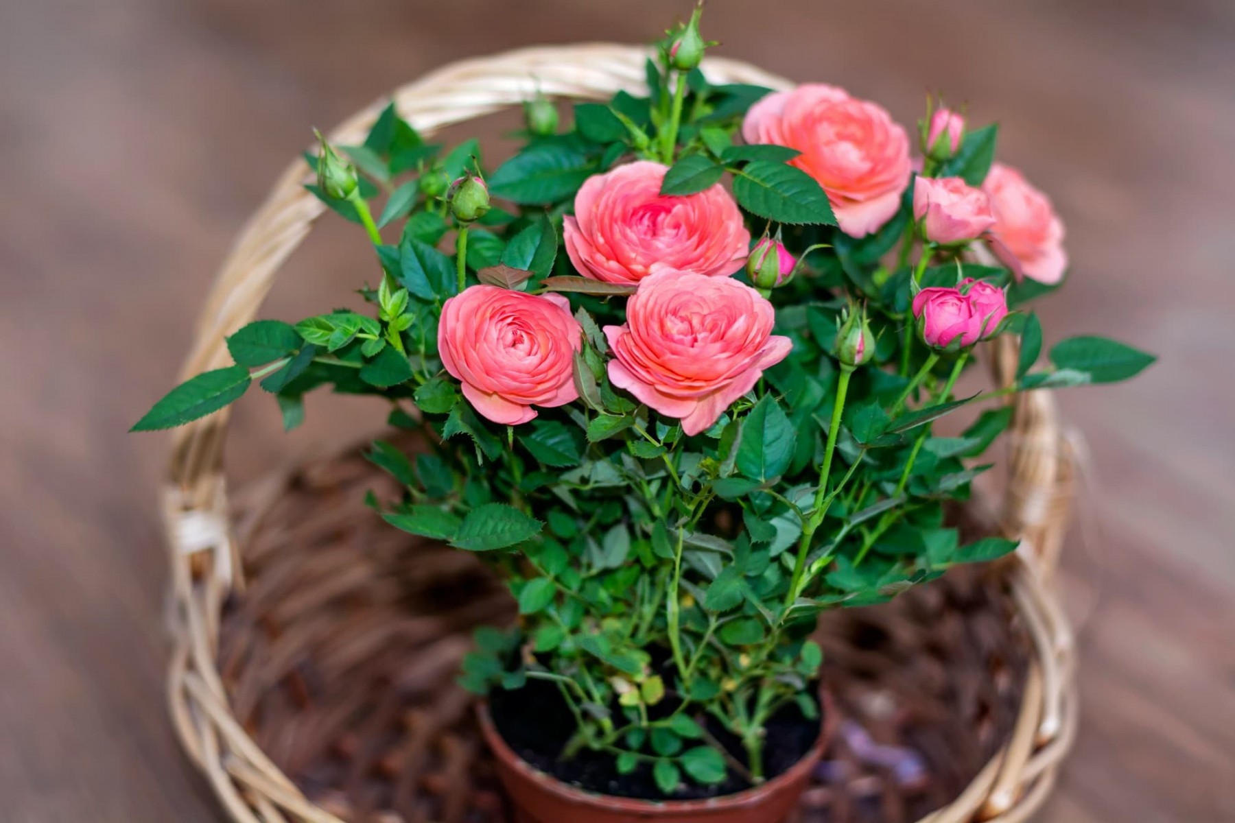 mini-gul-minyatur-saksi-gulu-pembe-5-adet-2.jpg