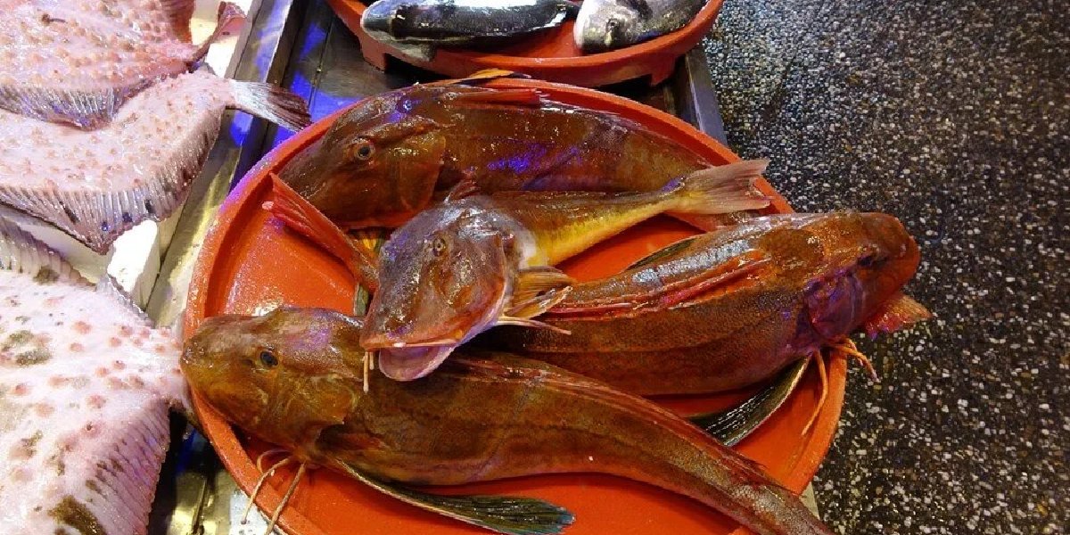 kirlangic-baligi.jpg