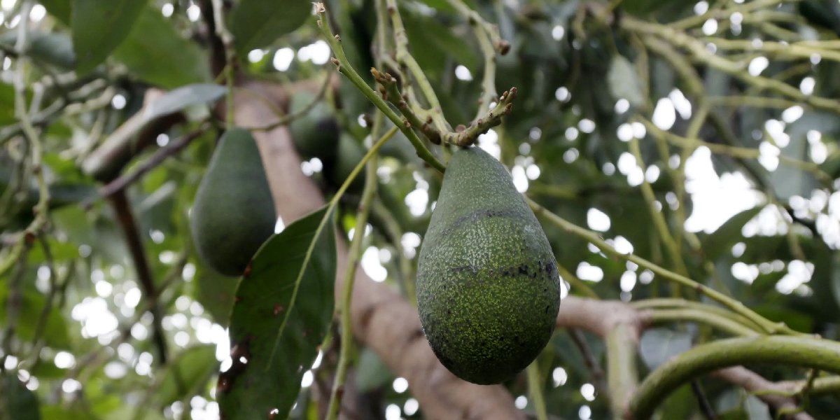 avokado-agac.jpg