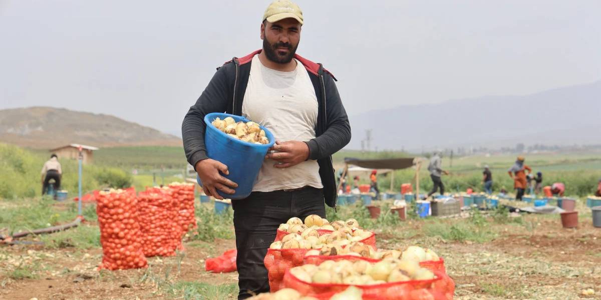 hatayda-sogan-hasadi-devam-ediyor-1.jpg