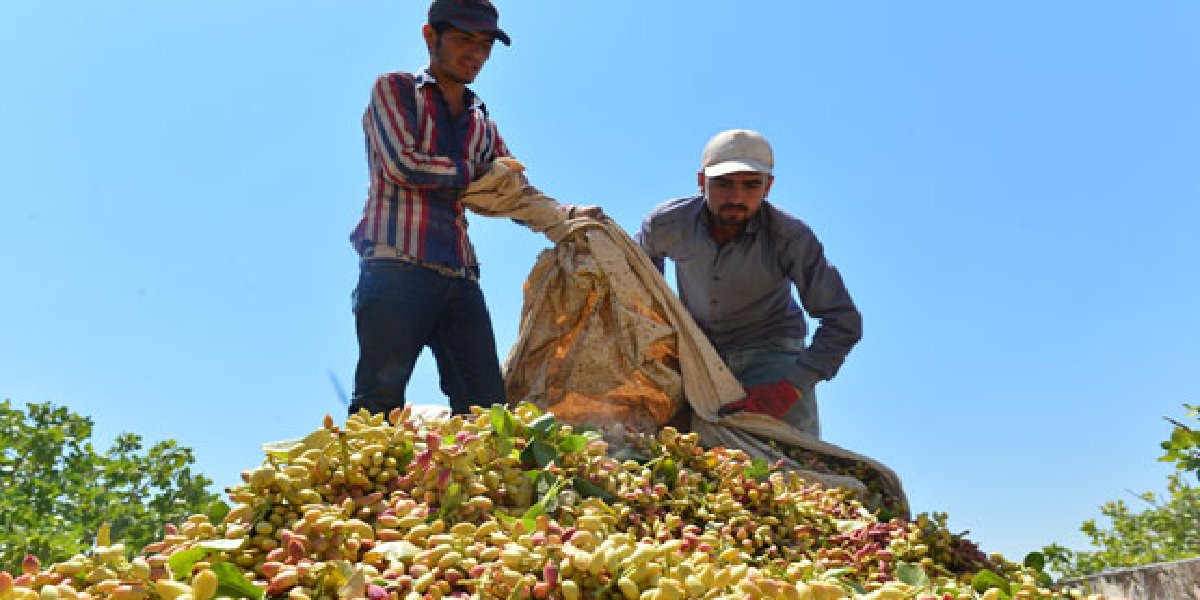 antep-fistigi-hasat