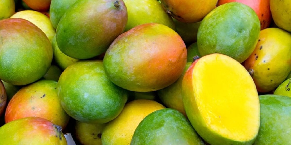 mango-2