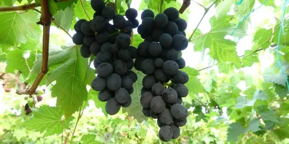 mersinde-siyah-uzum-hasadi-basladi-2.jpg