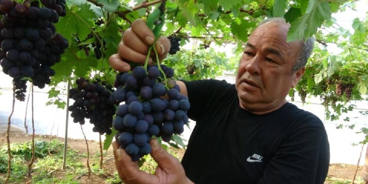 mersinde-siyah-uzum-hasadi-basladi-3.jpg