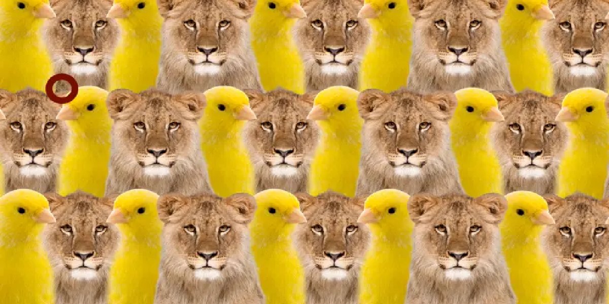 aslan-kanarya-sonuc.jpg