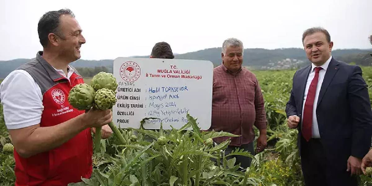 muglada-enginar-hasadi-3.jpg