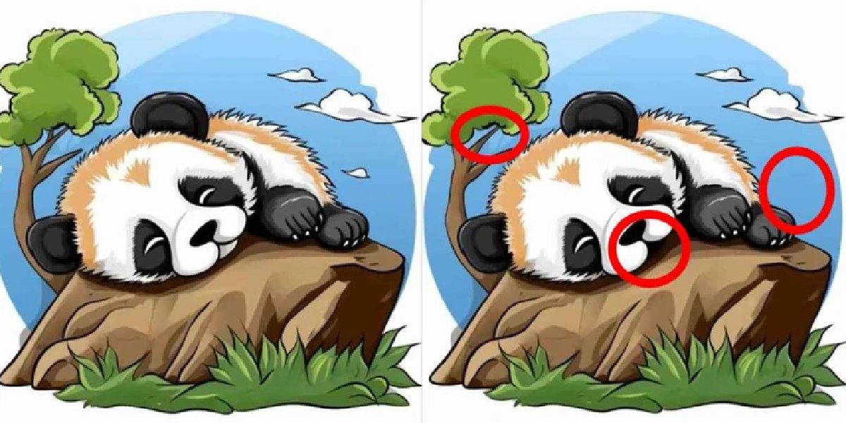 3-fark-panda-cevap.jpg