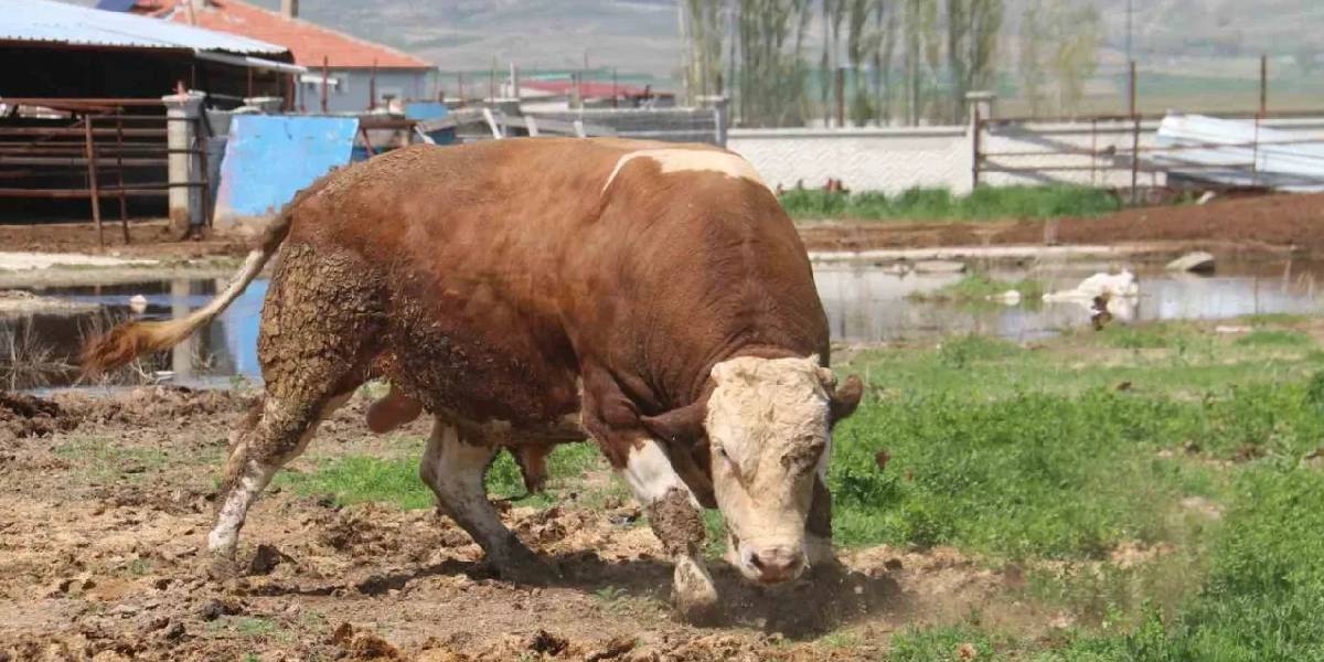 sivasta-1-ton-250-kilogramlik-tosun-1.jpg