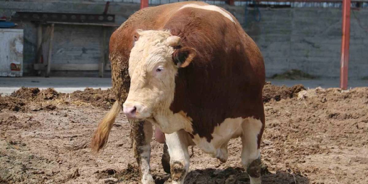 sivasta-1-ton-250-kilogramlik-tosun-2.jpg