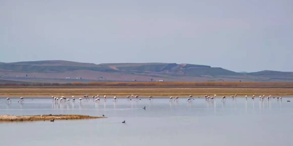 flamingolar-golbasinda-1.jpg