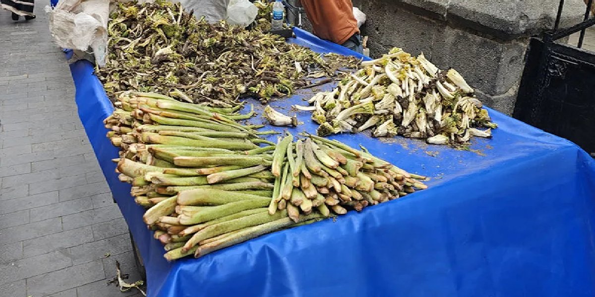 kenger-karacadag.jpg