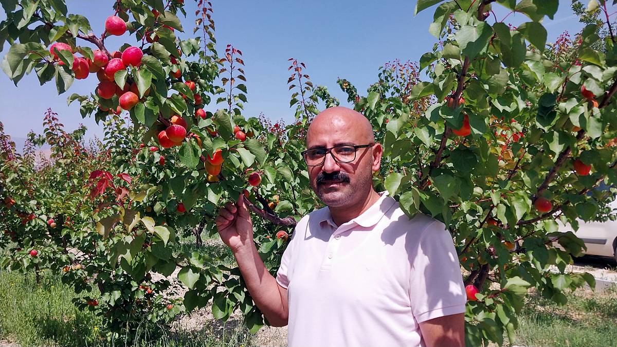 mersin-mut-kayisi-fiyatlari-2025-5.jpg