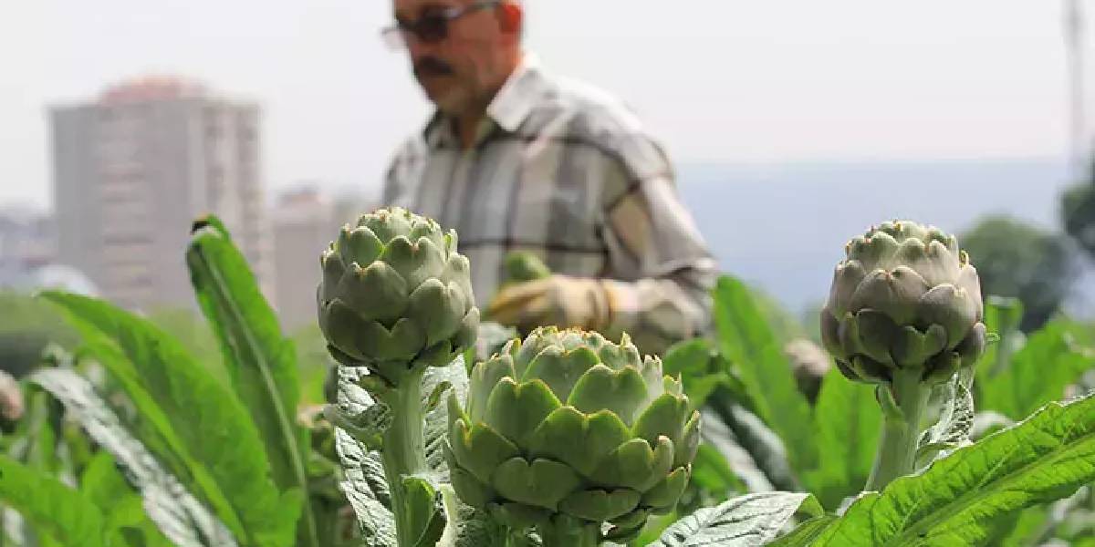 bursada-enginar-hasadi-basladi-1.jpg