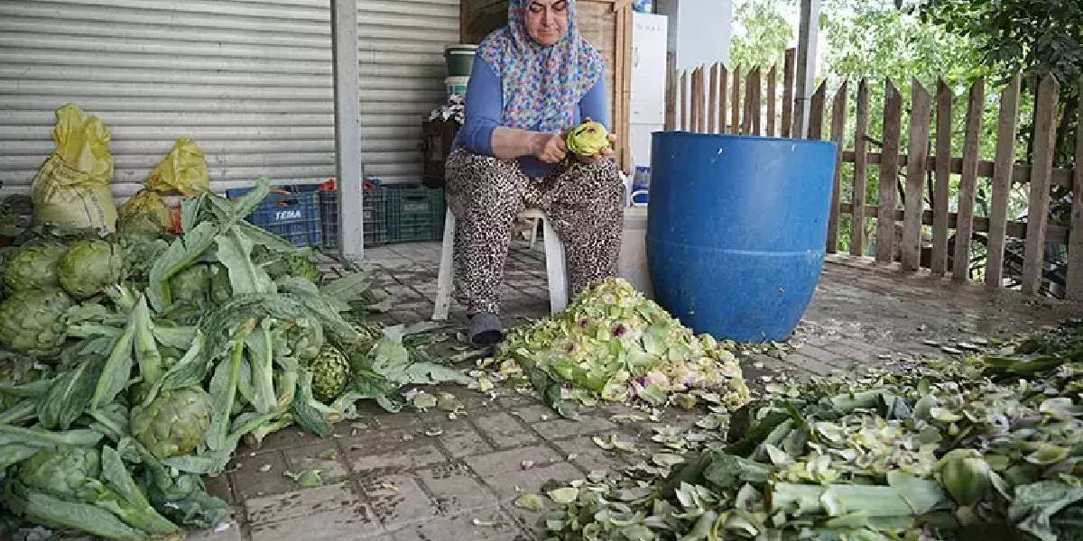 bursada-enginar-hasadi-basladi-3.jpg