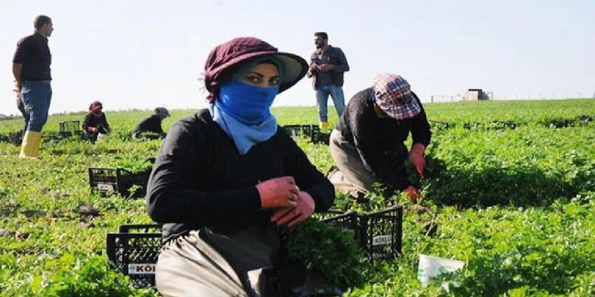 hatay-dereotu-hasat.jpg