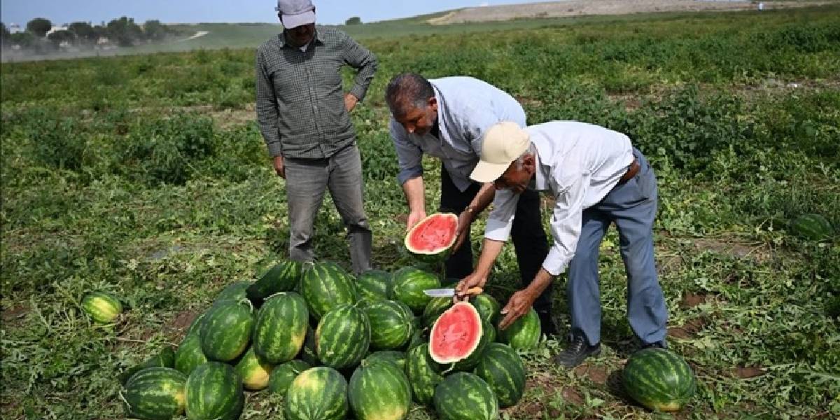 karpuz-fiyat-farki-1.jpg