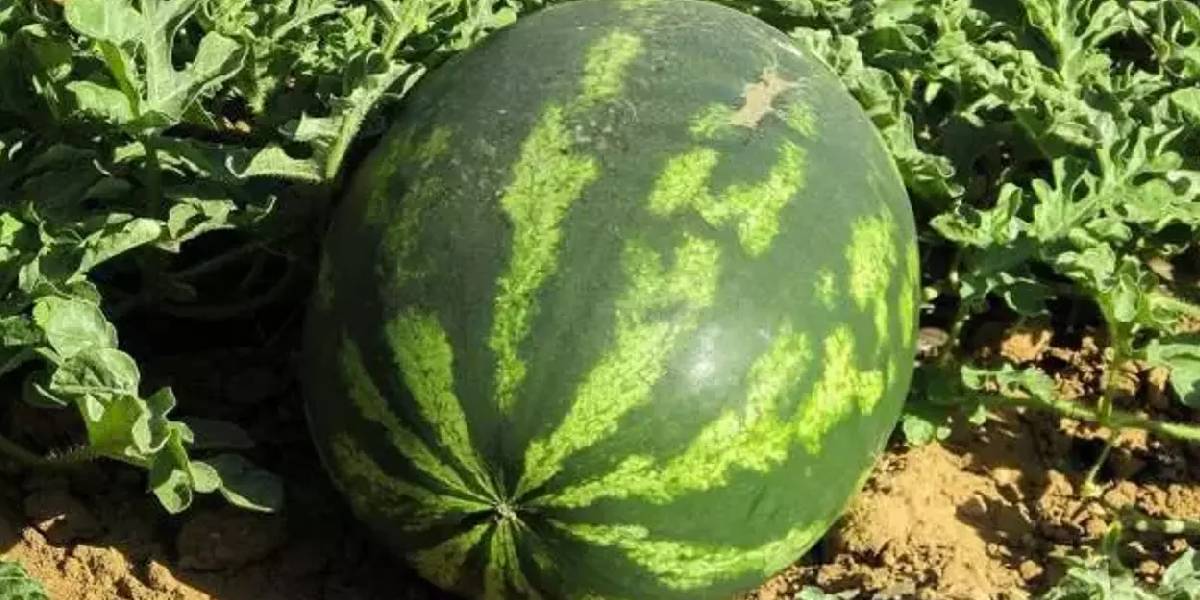 yeni-proje-12.jpg