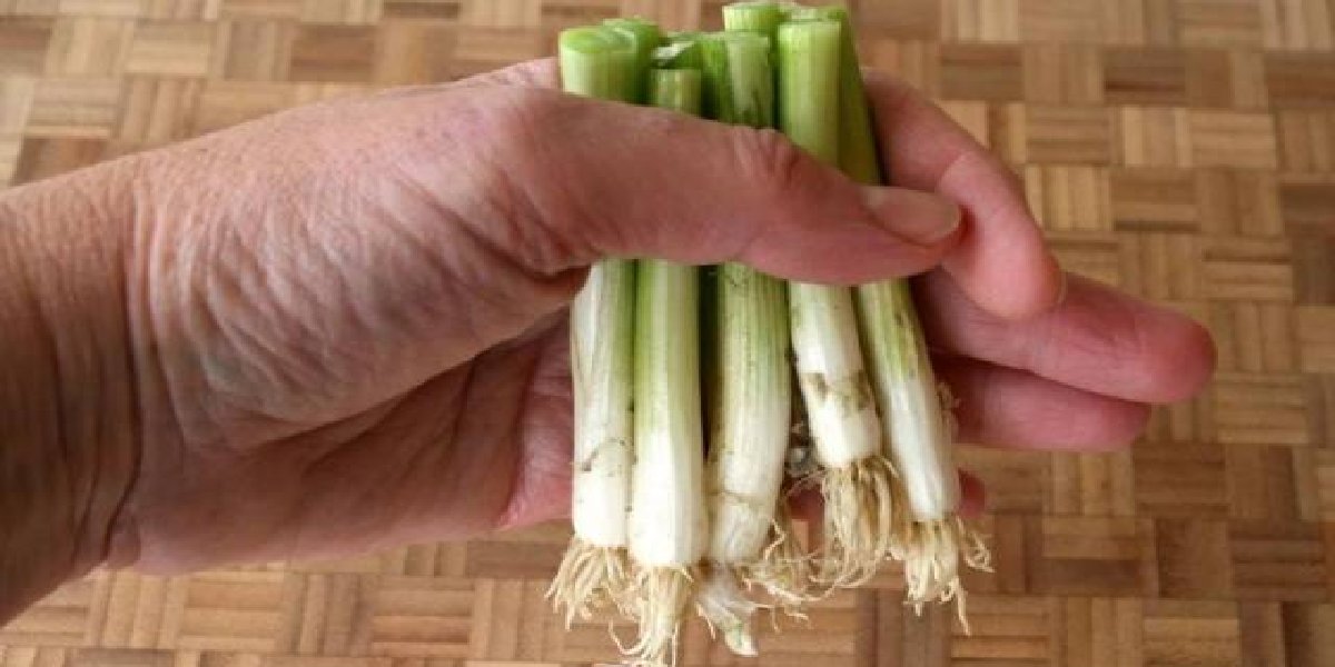 yesil-sogan.jpg