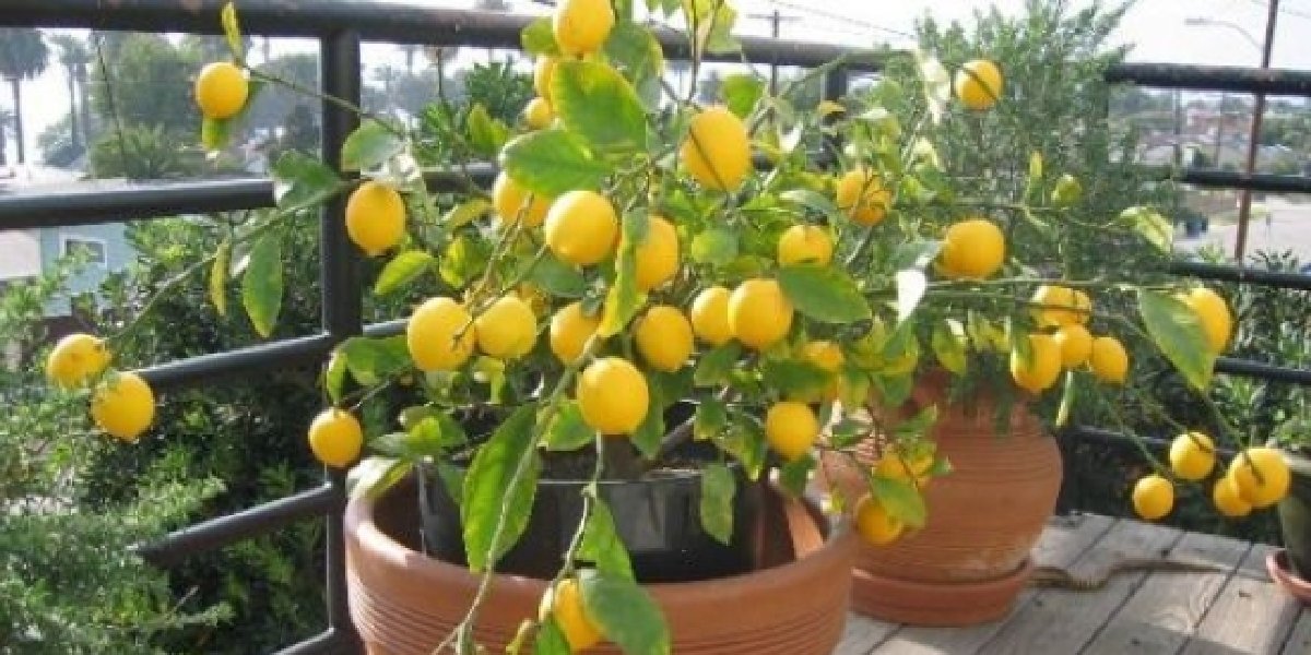 limon-yetistirmek-001.jpg