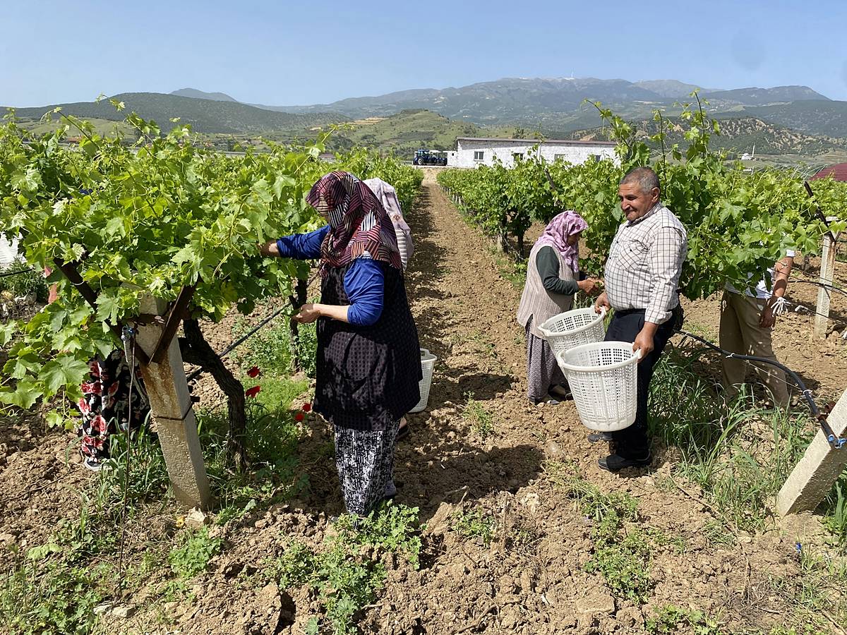 manisa-alasehir-sultaniye-uzumu-fiyati-ne-kadar-kac-lira-2.jpg