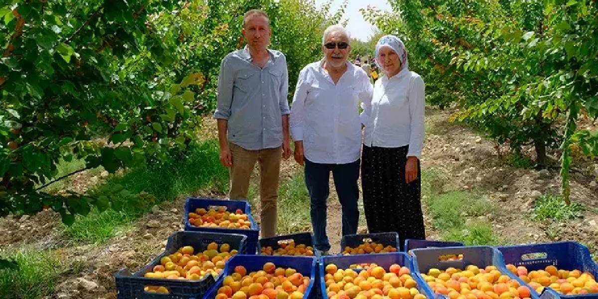 mersinde-kayisi-hasadi-3.jpg