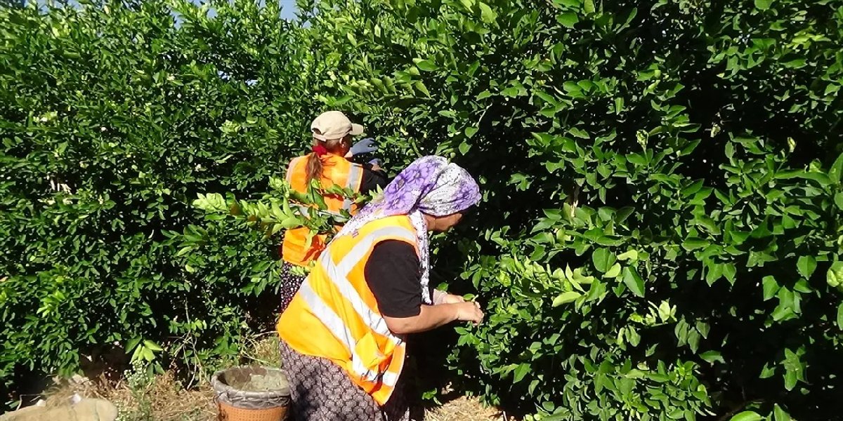 limon-hasat.jpg