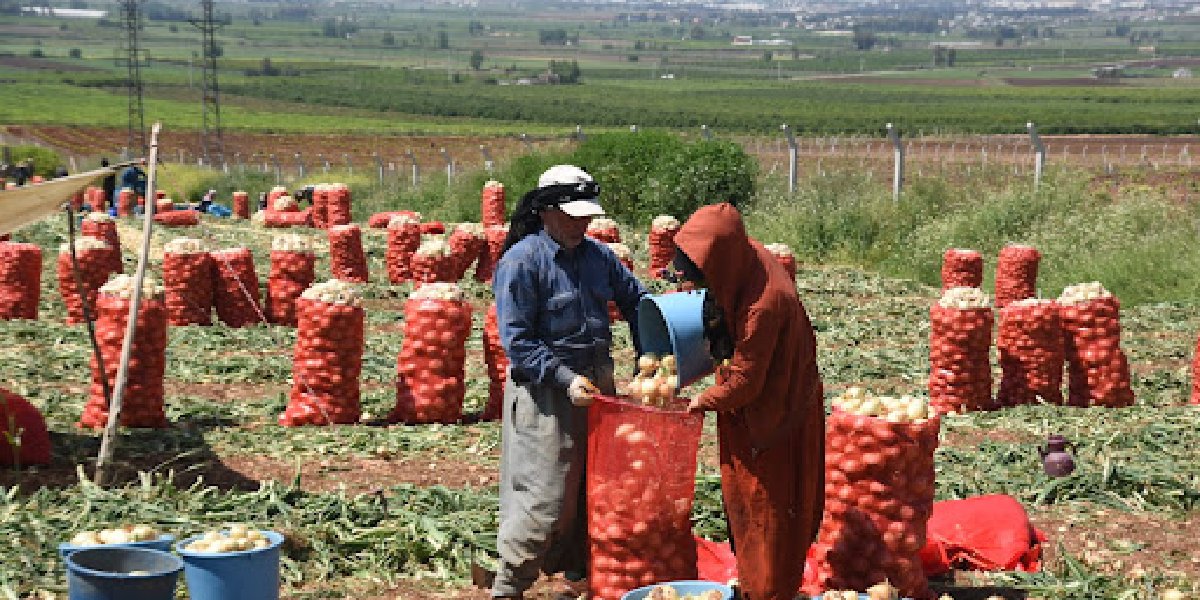 adana-sogan.jpg