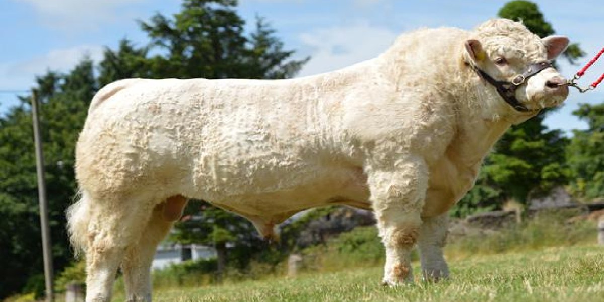 charolais-sarole