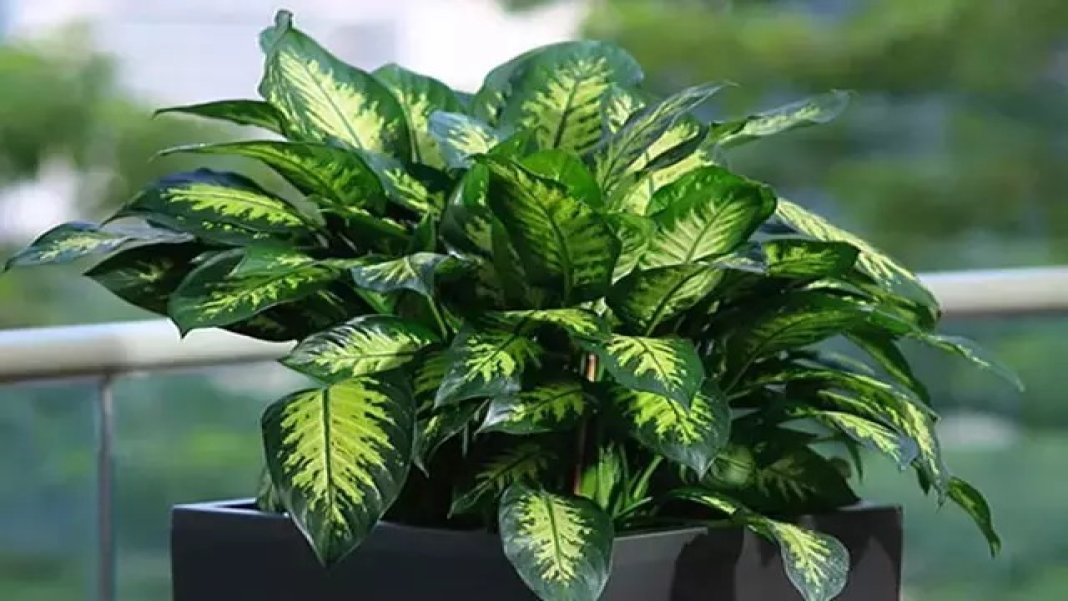 difenbahya-bitkisi-11zon-001