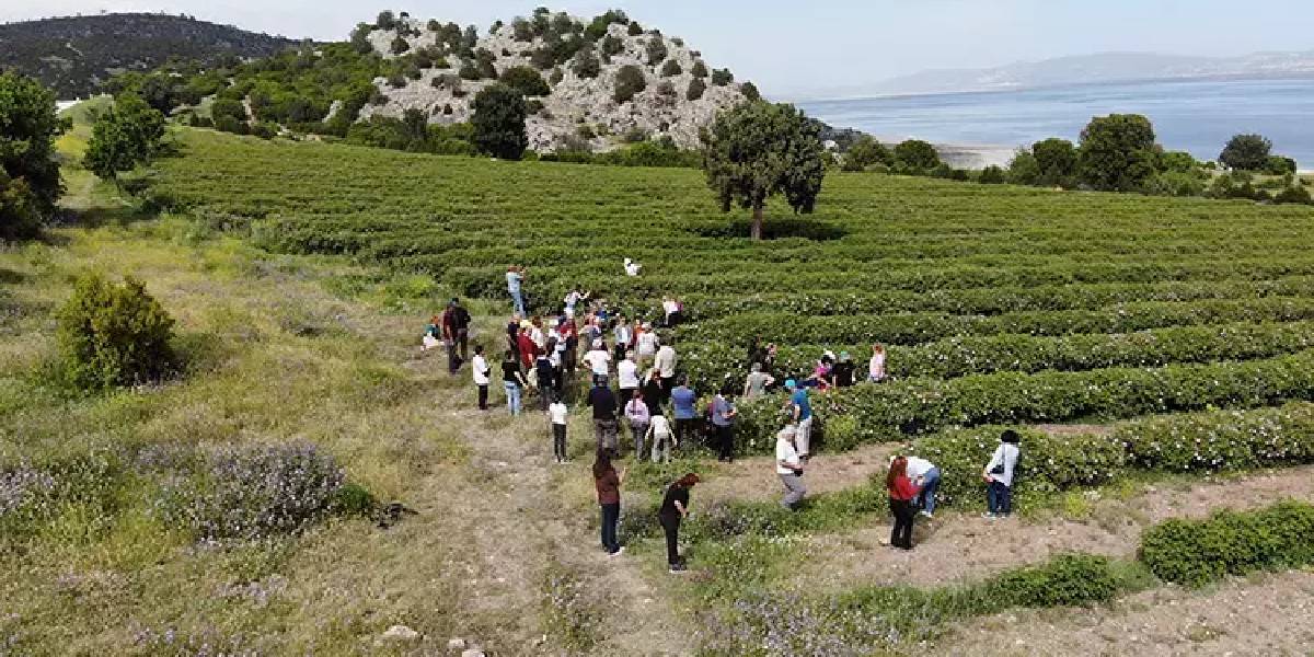 burdurda-gul-hasadina-akin-4