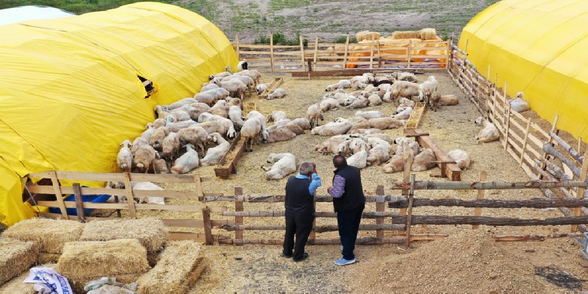 hayvan-pazari-kecioren