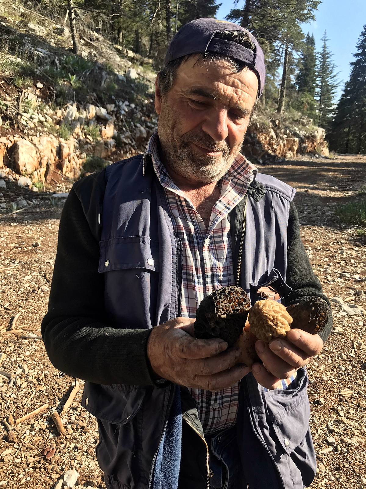 kuzugobegi-nerede-yetisiyor-zehirli-mi-yenir-mi-kuzugobegi-faydalari-neler-1