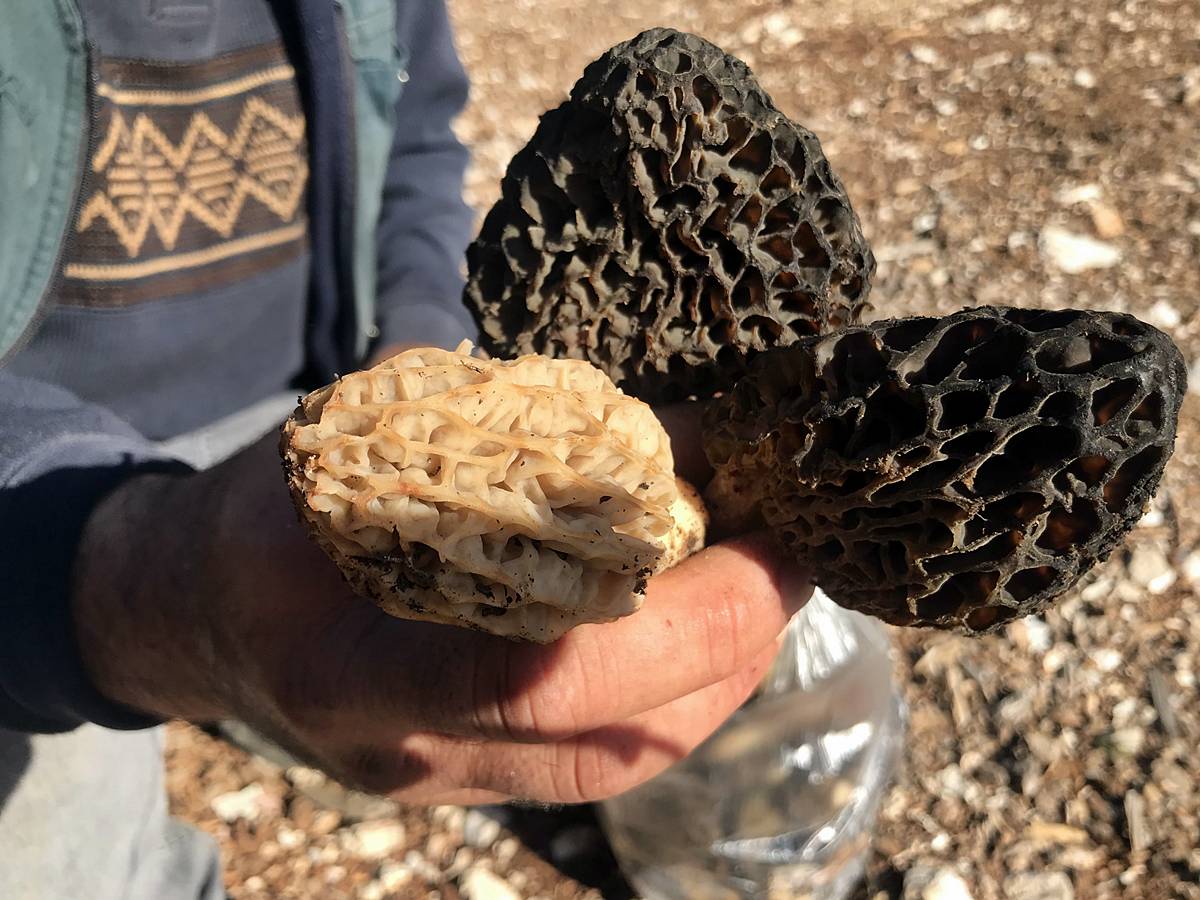 kuzugobegi-nerede-yetisiyor-zehirli-mi-yenir-mi-kuzugobegi-faydalari-neler-2